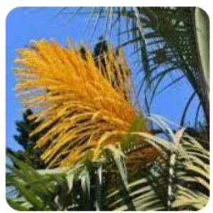ORGANIC Palm Pollen ( 10 Grams )